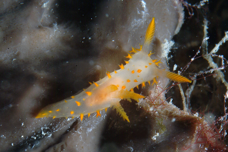 Crimora papillata